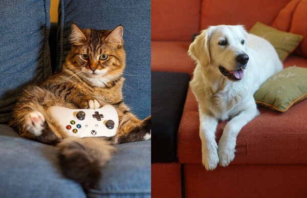 Divano dalla superficie liscia e impermeabile resistente agli animali domestici