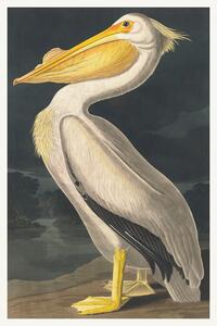 Riproduzione The White Pelican Birds - John James Audubon
