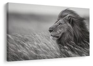 Quadro su tela – Re della savana nell'erba