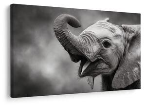 Quadro su tela – Cucciolo di elefante in bianco e nero