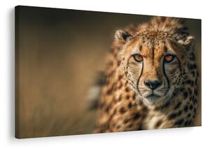 Quadro su tela – Eleganza del ghepardo africano