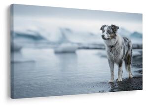 Quadro su tela – Cane nel paesaggio invernale