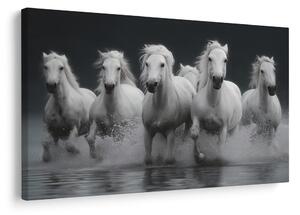 Quadro su tela – Cavalli bianchi in movimento
