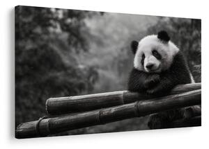 Quadro su tela – Panda che riposa sul bambù