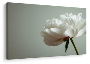 Quadro su tela – Delicata peonia bianca
