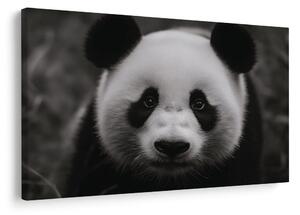 Quadro su tela – Panda carina nella natura