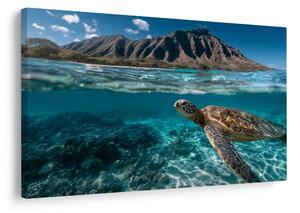 Quadro su tela – Tartaruga marina nell'oceano