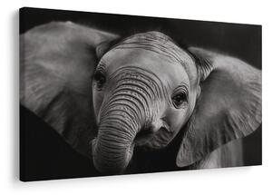 Quadro su tela – Cucciolo di elefante in dettaglio
