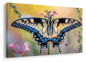 Quadro su tela – Farfalla su fiore estivo