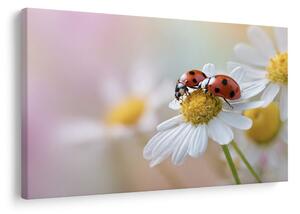 Quadro su tela – Coccinelle su un fiore