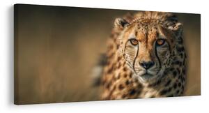 Quadro su tela – Sguardo della belva nella savana