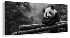 Quadro su tela – Panda tranquilla nella natura