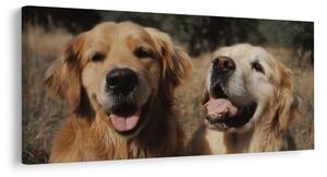 Quadro su tela – Oro nel pelo dei cani