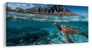 Quadro su tela – Mondo sottomarino e tartaruga