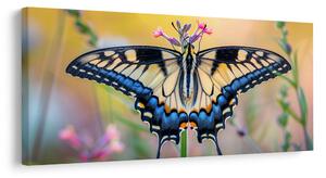 Quadro su tela – Farfalla variopinta nella natura