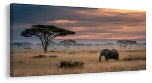 Quadro su tela – Elefante nella savana al tramonto
