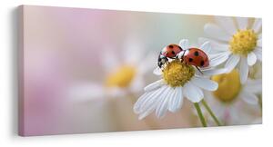 Quadro su tela – Prato fiorito primaverile