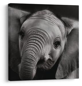 Quadro su tela – Ritratto in bianco e nero di elefante