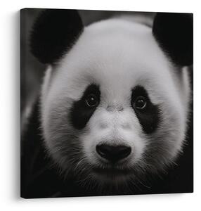 Quadro su tela – Panda su sfondo nero