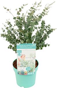 Eucalyptus Gunnii Azura, eucalipto, altezza 40-60 cm, vaso da 19 cm