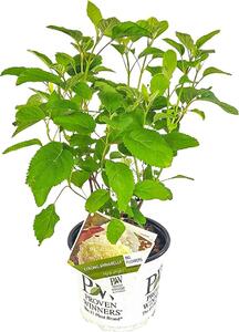 Idrangea Strong Annabelle, ortensia, colore bianco, altezza 40-50 cm, vaso da 19 cm