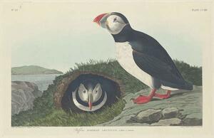 John James (after) Audubon - Stampa artistica Puffin 1834, (40 x 26.7 cm)
