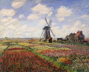 Claude Monet - Stampa artistica Tulip Fields with the Rijnsburg Windmill 1886, (40 x 35 cm)
