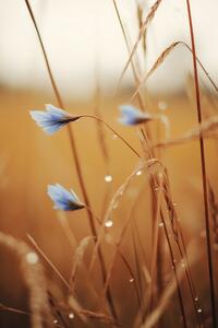 Fotografia Blue Corn Flowers, Treechild