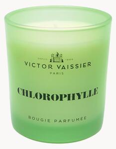 Candela profumata Chlorophylle (tulipano, vetiver & fresia)