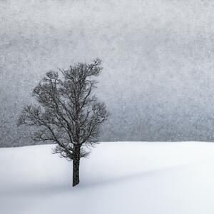 Fotografia Lonely Tree Idyllic Winterlandscape, Melanie Viola