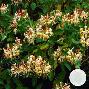 Lonicera Henryi, Caprifoglio, colore arancione/rosso, altezza 50-70 cm, vaso da 15 cm