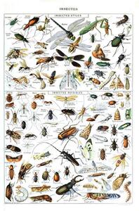 Riproduzione Illustration of useful Insects and insect pests c 1923, Millot, Adolphe Philippe