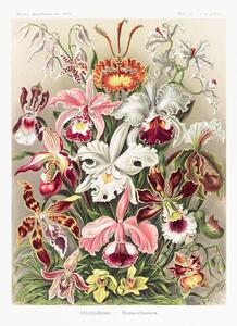 Riproduzione Orchideae Denusblumen, Ernst Haeckel