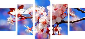 Quadri in 5 parti fiore di ciliegio - 100x50