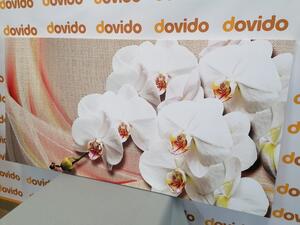 Quadri di un'orchidea bianca su tela