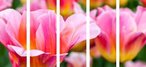Quadri in 5 parti tulipani rosa su campo