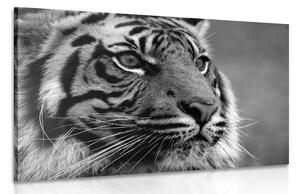 Quadri di una tigre del Bengala in bianco e nero