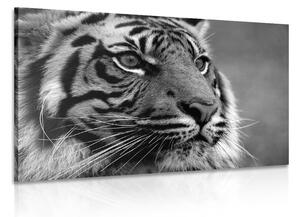 Quadri di una tigre del Bengala in bianco e nero