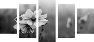 Quadri in 5 parti fiore che sboccia in bianco e nero - 100x50