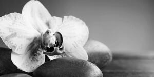 Quadri di orchidea e pietre in bianco e nero