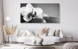 Quadri di orchidea e pietre in bianco e nero