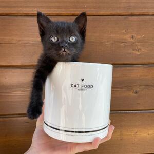 Barattolo in Ceramica Cat food con tappo ermetico cibo per gatti