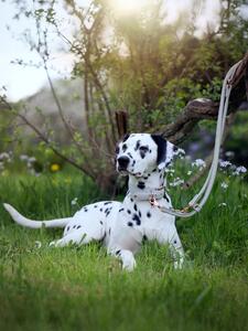 Collare per cani in pelle fatto a mano Amici