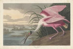 John James (after) Audubon - Stampa artistica Roseate Spoonbill 1836, (40 x 26.7 cm)
