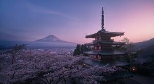 Fotografia Mt Fuji Sakura, Javier de la
