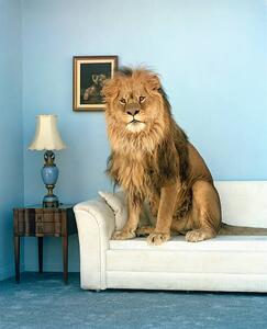 Fotografia Lion sitting on couch, Matthias Clamer