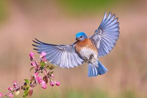 Fotografia Colorful Spring, Jim Luo