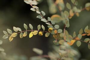 Fotografia Colorful leaves, Goxi