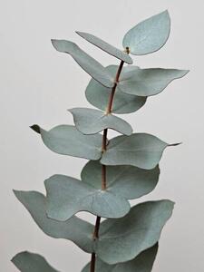 Fotografia Close-up Of Eucalyptus Gunnii Leaves, Dexter