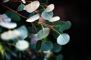 Fotografia eucalyptus, Stephanie Nantel